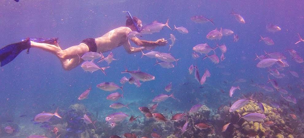 Snorkeling in the crystalline waters of Catalina Island