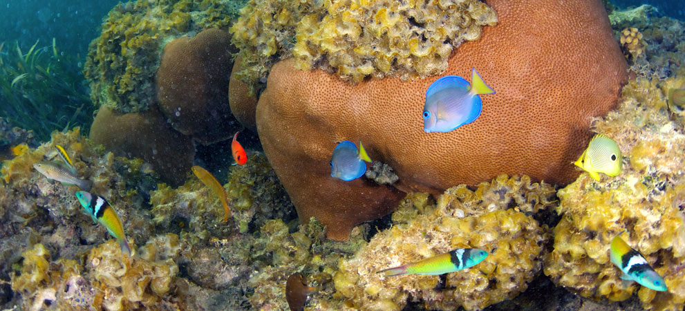 Tropical fish coral reef Punta Cana