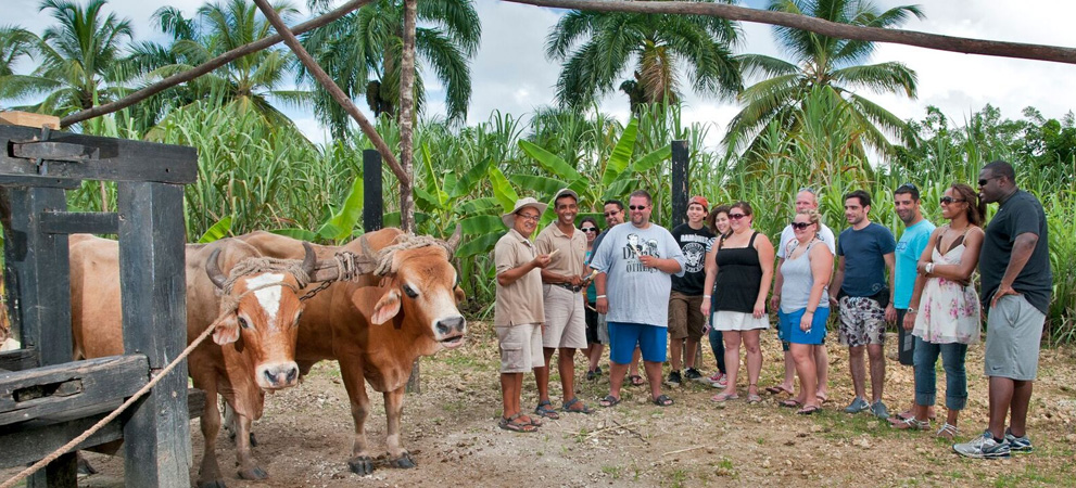 Sugar Cane and Trapiche