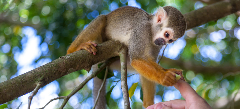 Tourist touching a monkey