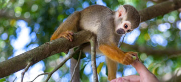 Interact with friendly squirrel monkeys in Punta Cana